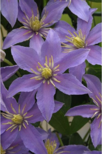  Clematis Justa